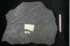 Foto (Detailansicht) von Sigillaria subrotunda Brongniart (NHMW-GEO-2024-0188-11044)